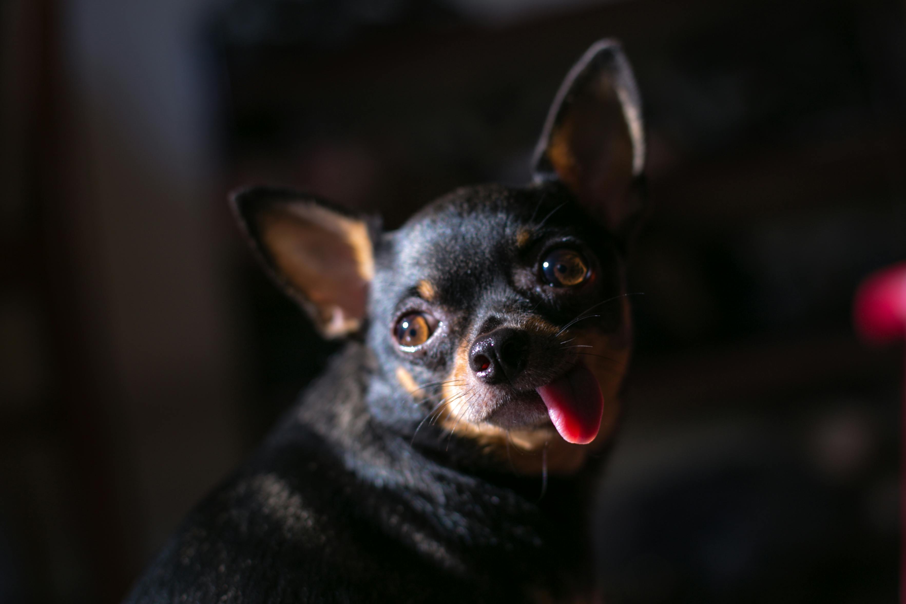 pexels-quang-nguyen-vinh-222549-2133015.jpg