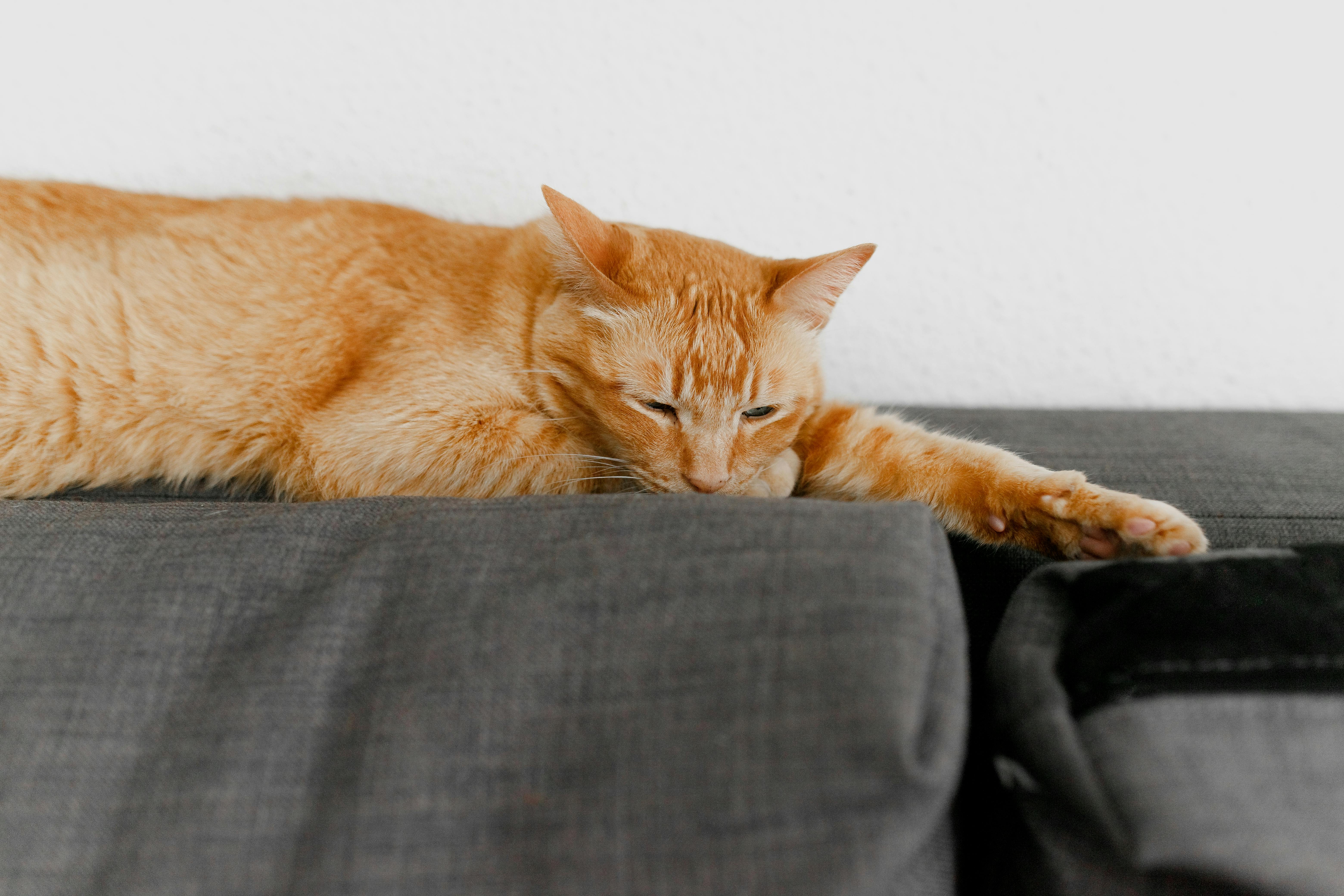 pexels-n-voitkevich-4641447.jpg